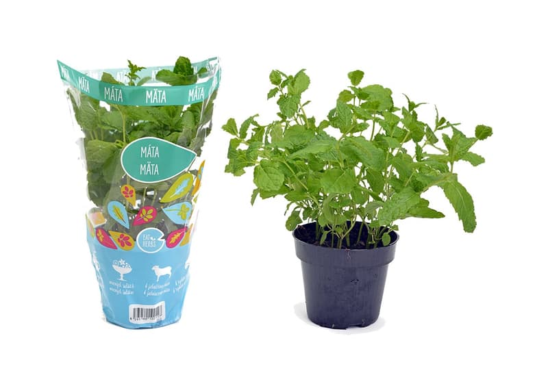 BIO Mint herb in pot