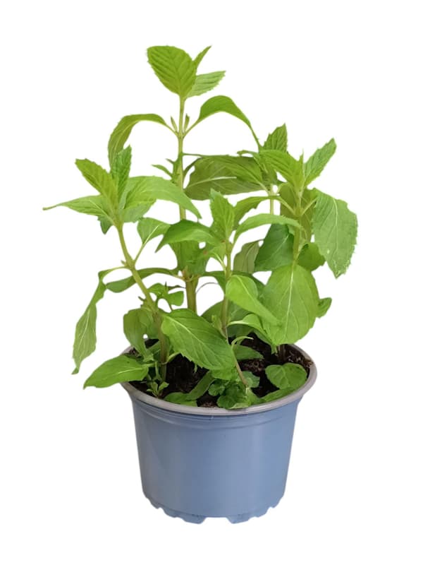 BIO Mint herb in pot