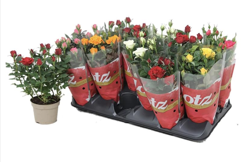 Rose mix 12cm