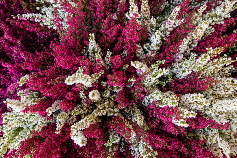 Heather "Calluna vulgaris" 11cm
