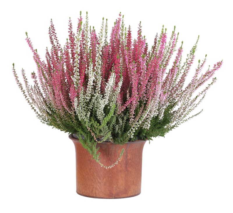 Heather "Calluna vulgaris" 11cm