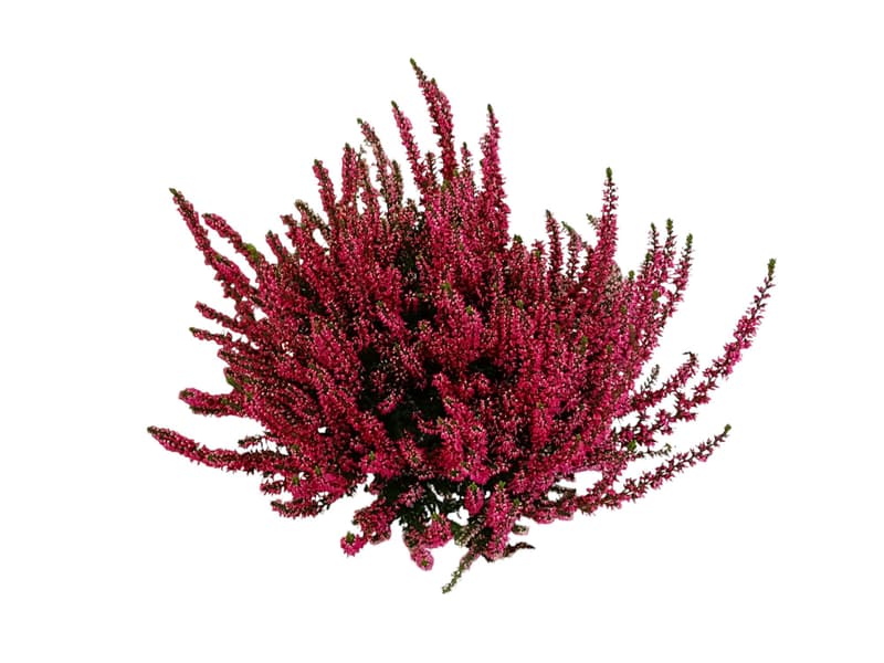 Heather "Calluna vulgaris" 11cm