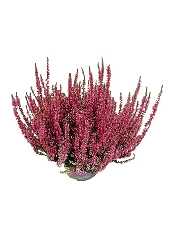 Heather "Calluna vulgaris" 11cm
