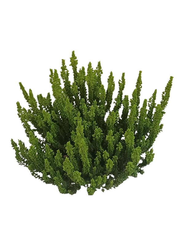 Heather "Calluna vulgaris" 11cm