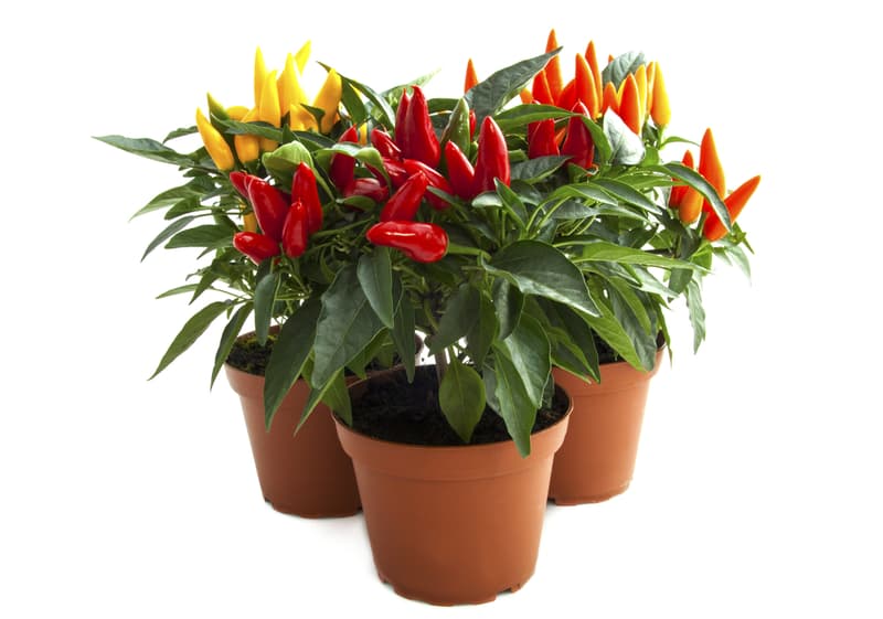 Dísz chili paprika 11 cm-es cserépben