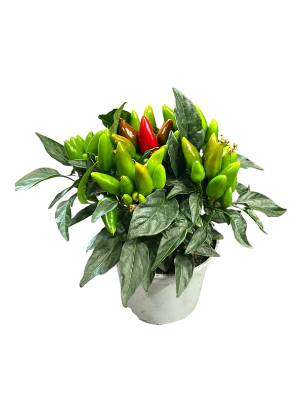 Dísz chili paprika 11 cm-es cserépben