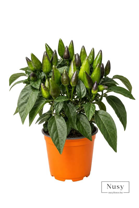 Dísz chili paprika 11 cm-es cserépben