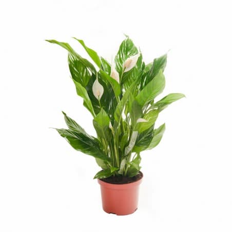 Vitorlavirág 12 cm-es cserépben