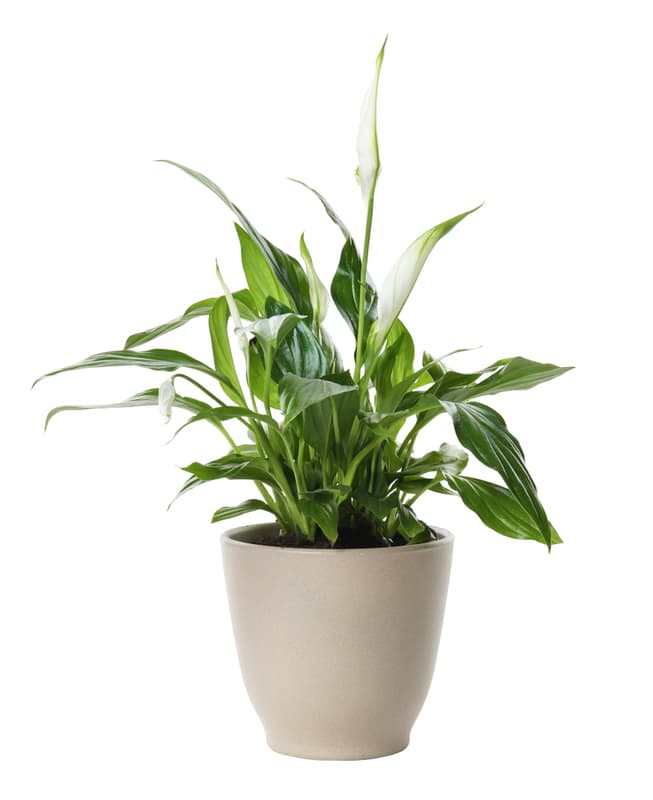Vitorlavirág 12 cm-es cserépben
