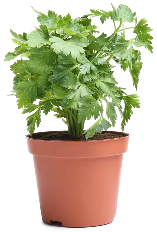 BIO Flat parsley herb in pot