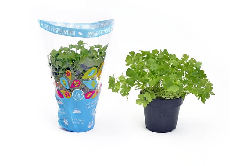 BIO Flat parsley herb in pot