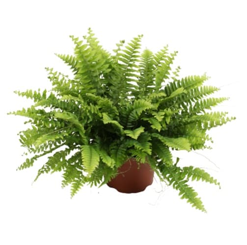 Fern 12cm