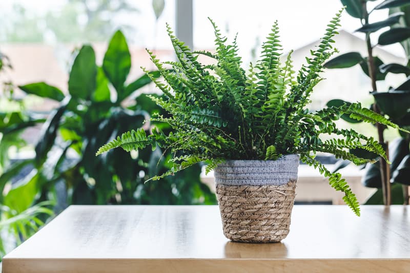 Fern 12cm