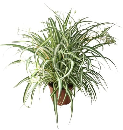 Zöldike (Chlorophytum) 12-es cserépben