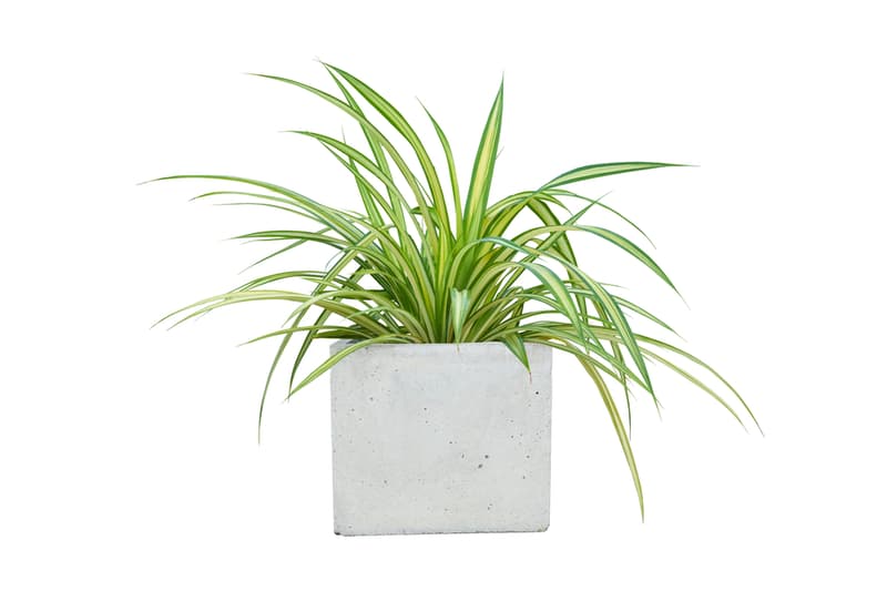 Zöldike (Chlorophytum) 12-es cserépben