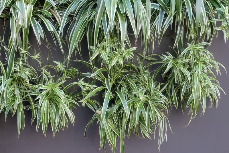 Zöldike (Chlorophytum) 12-es cserépben