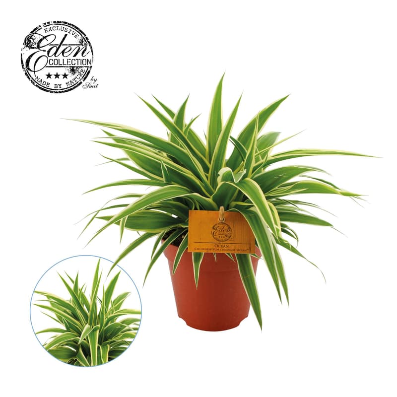 Zöldike (Chlorophytum) 12-es cserépben