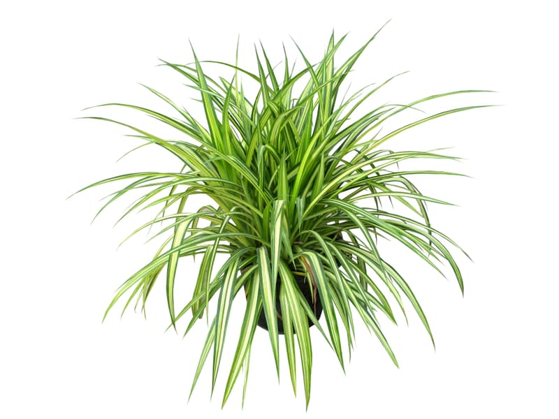 Zöldike (Chlorophytum) 12-es cserépben