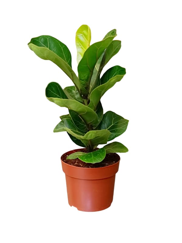 Lantlevelű fikusz 12 cm-es cserépben