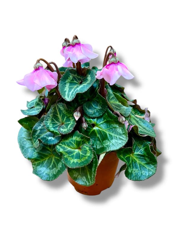 Nusy Flower Esernyős ciklámen