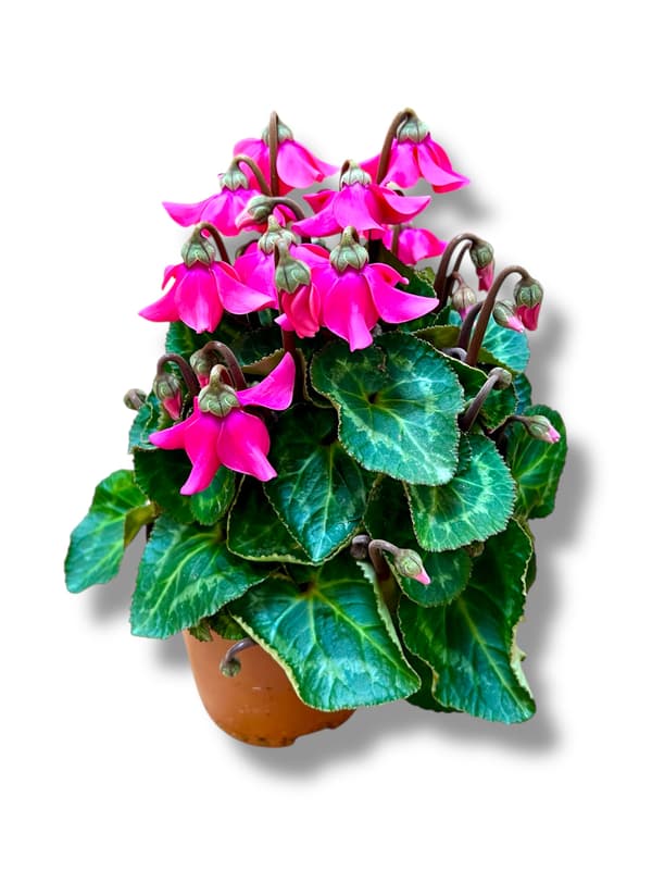 Nusy Flower Esernyős ciklámen