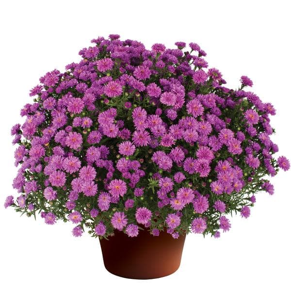 Aster mix 12cm