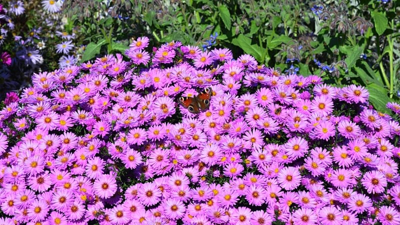 Aster mix 12cm