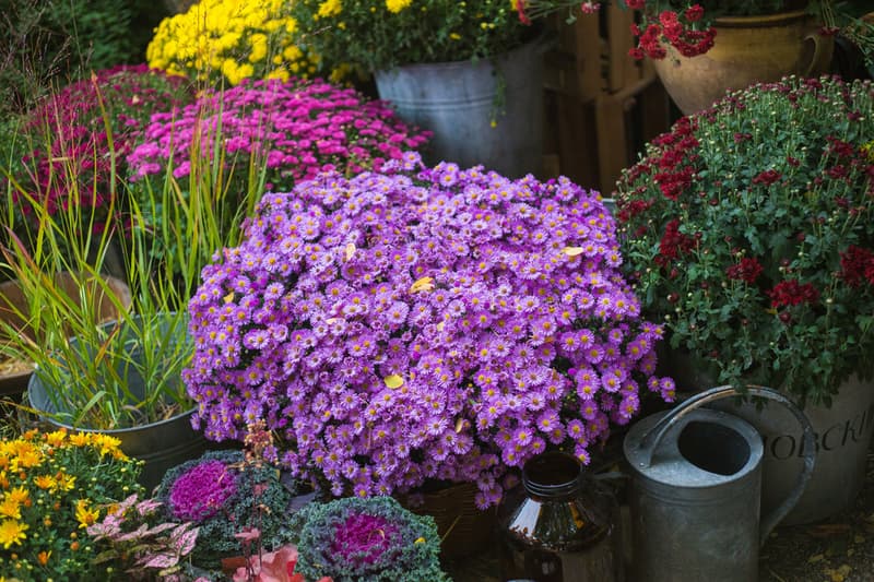 Aster mix 12cm