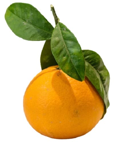 Orange with leaf