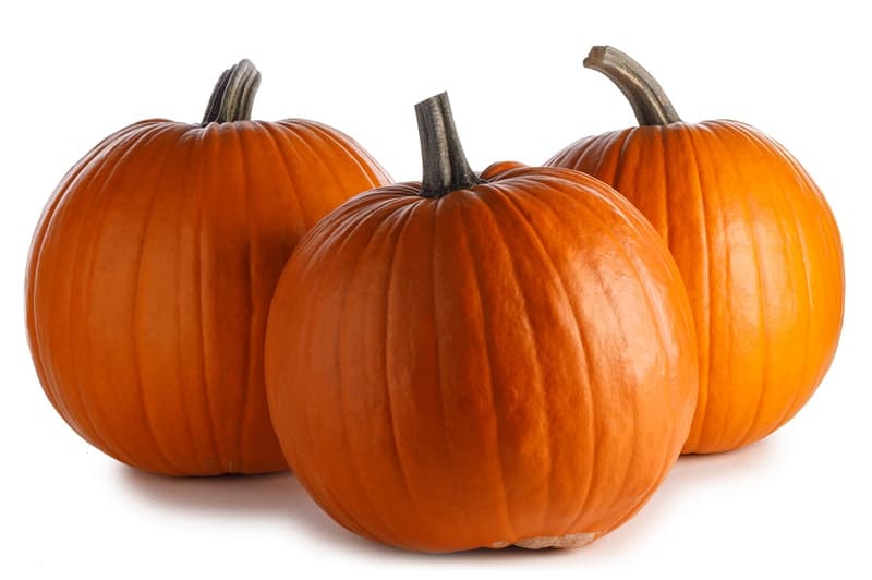 Halloween tök 5-8 kg