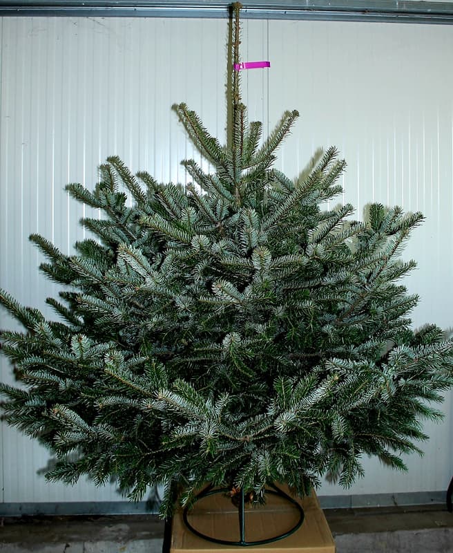 Nordmann fenyő vágott 150/175 cm magyar termesztésből (Csak Budapestre szállítjuk)
