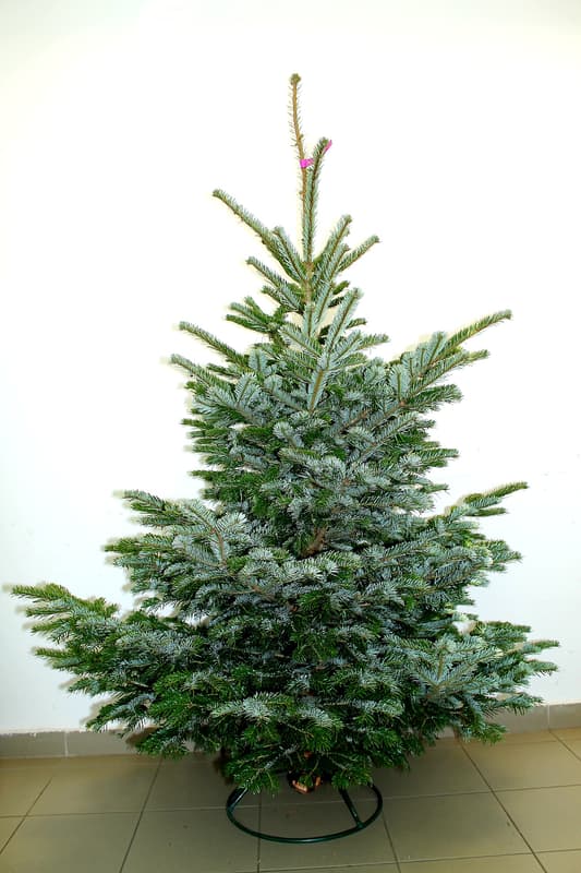 Nordmann fenyő vágott 150/175 cm magyar termesztésből (Csak Budapestre szállítjuk)
