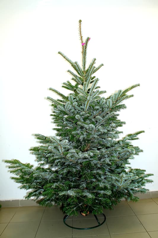 Nordmann fenyő vágott 150/175 cm magyar termesztésből (Csak Budapestre szállítjuk)