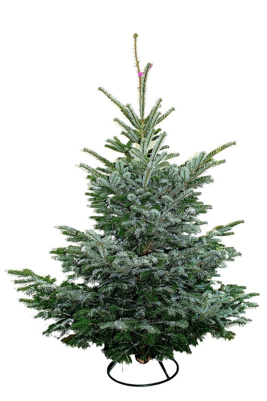 Nordmann fenyő vágott 150/175 cm magyar termesztésből (Csak Budapestre szállítjuk)