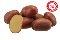 Evolution red potato