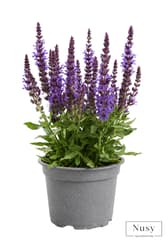 Sage, potted