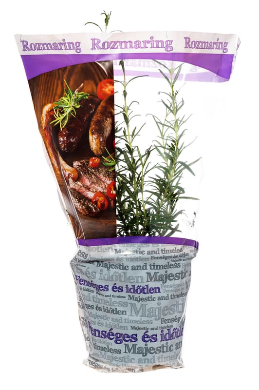 Rozmaring cserepes magyar termelői