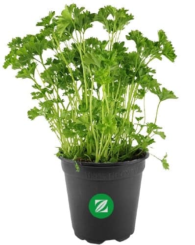 Chicken parsley in pots