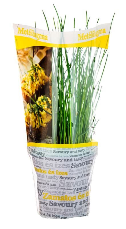 Chives in pots