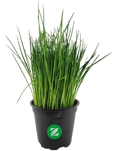 Chives in pots