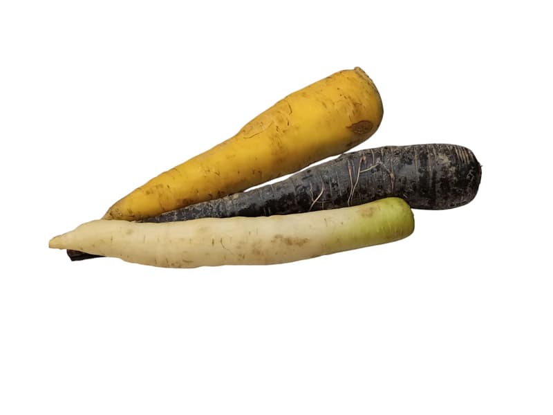 Hazai színes répa mix Sisák Sándor termelőtől Csólyospálosról, csomagolt