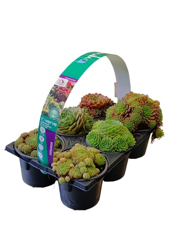 Kővirózsa mix 6pack