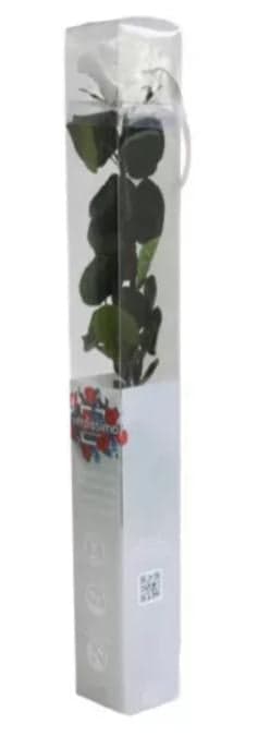 Szálas örökrózsa dobozban 55 cm - FEHÉR