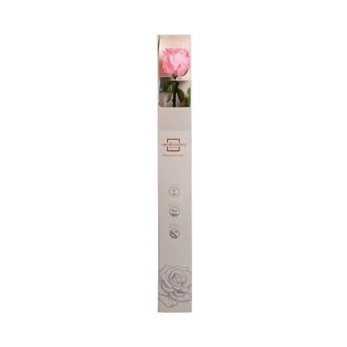 Perpetual rose 55 cm pink