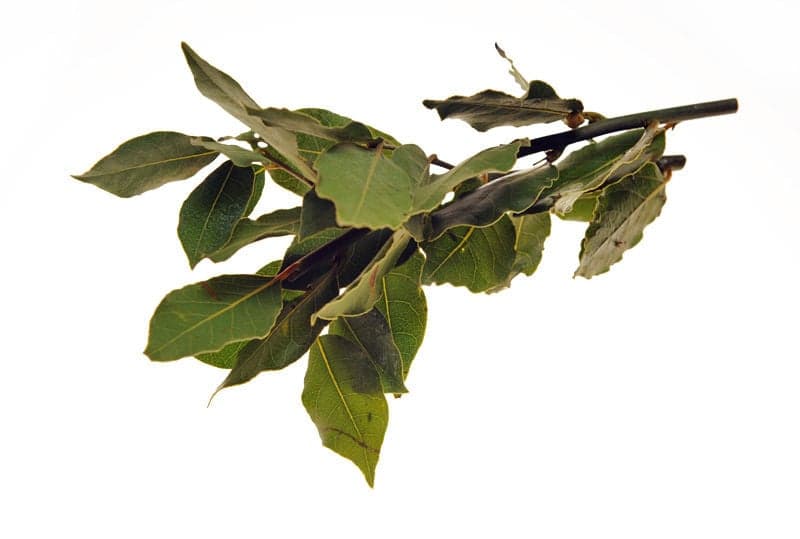 Titbit Bay leaf 30 g