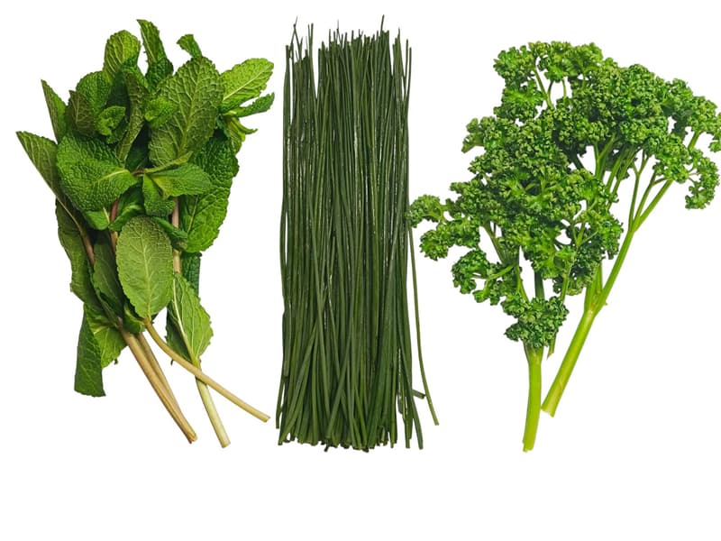 3 pack - Chives 30 g, parsley curly 30 g, mint 30 g