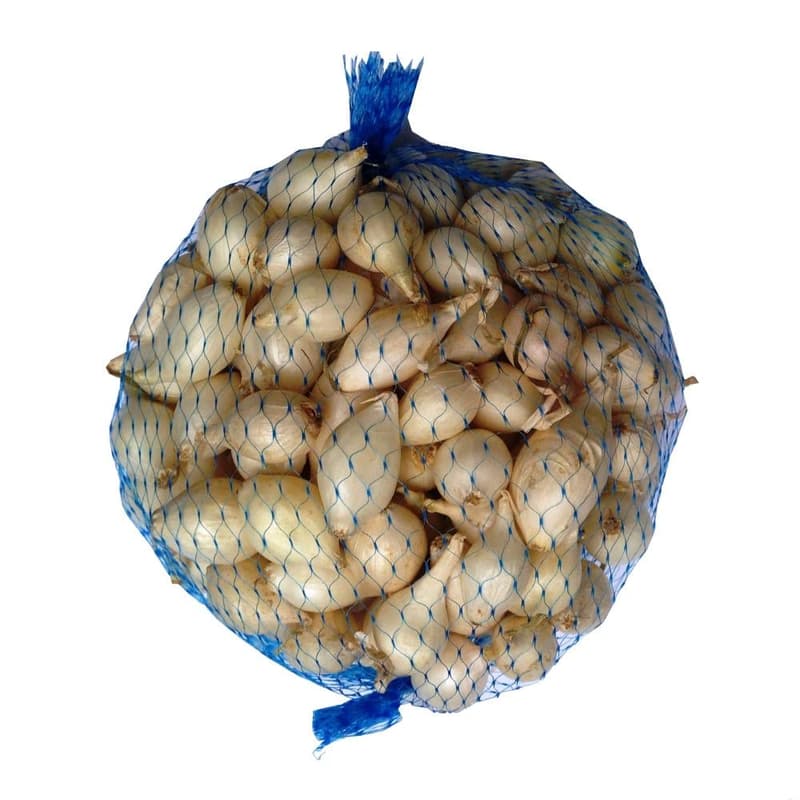 White onion bulb