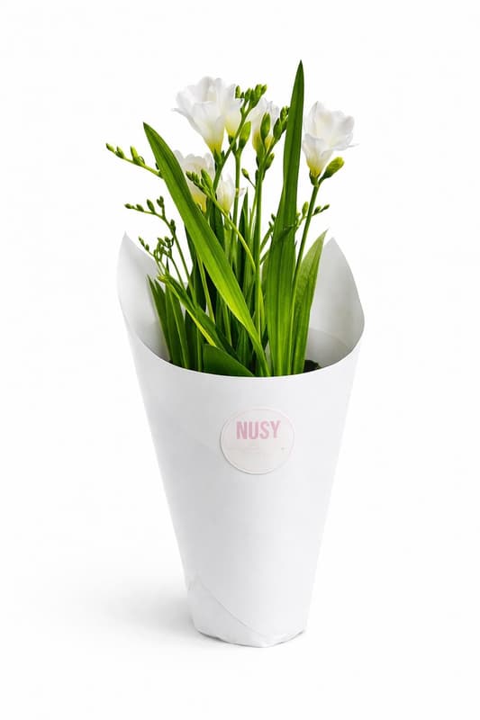 Nusy Flower Cserepes Frézia, vegyes színekben