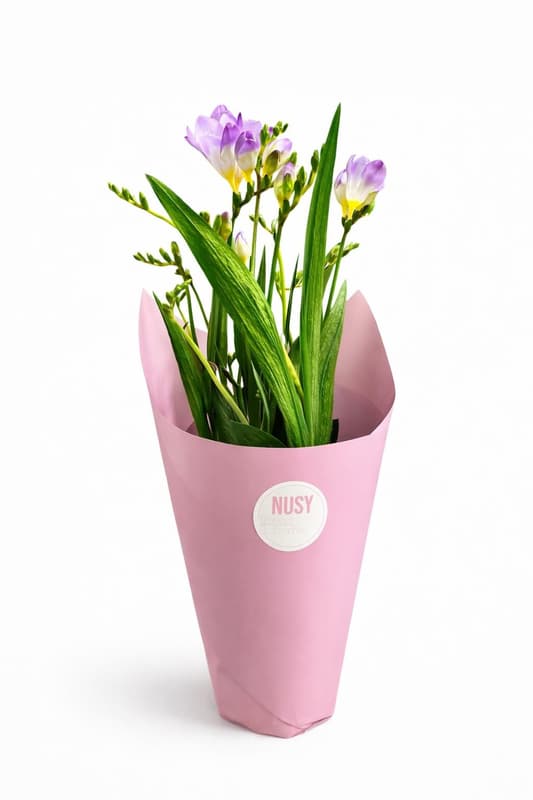 Nusy Flower Cserepes Frézia, vegyes színekben