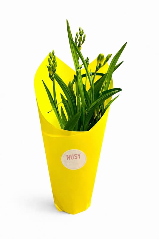 Nusy Flower Cserepes Frézia, vegyes színekben